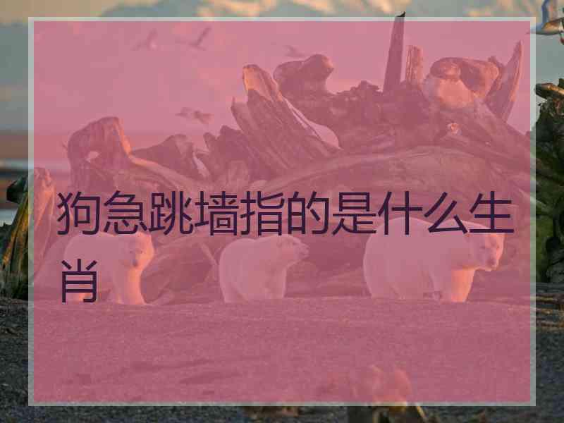 狗急跳墙指的是什么生肖