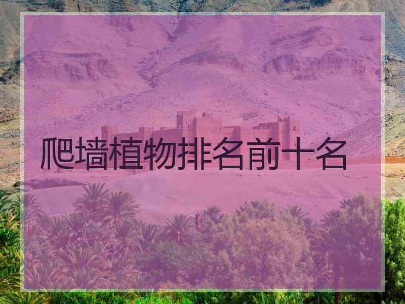 爬墙植物排名前十名