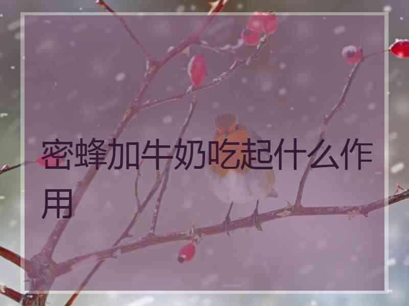 密蜂加牛奶吃起什么作用