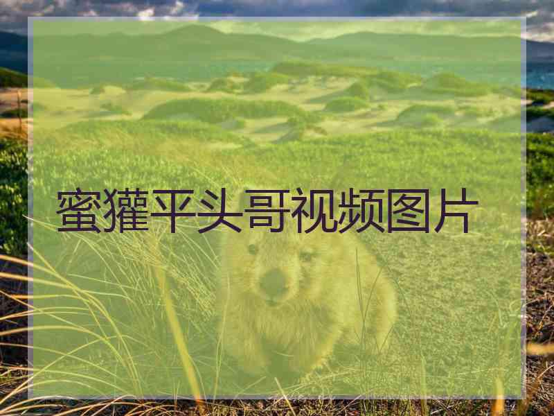 蜜獾平头哥视频图片
