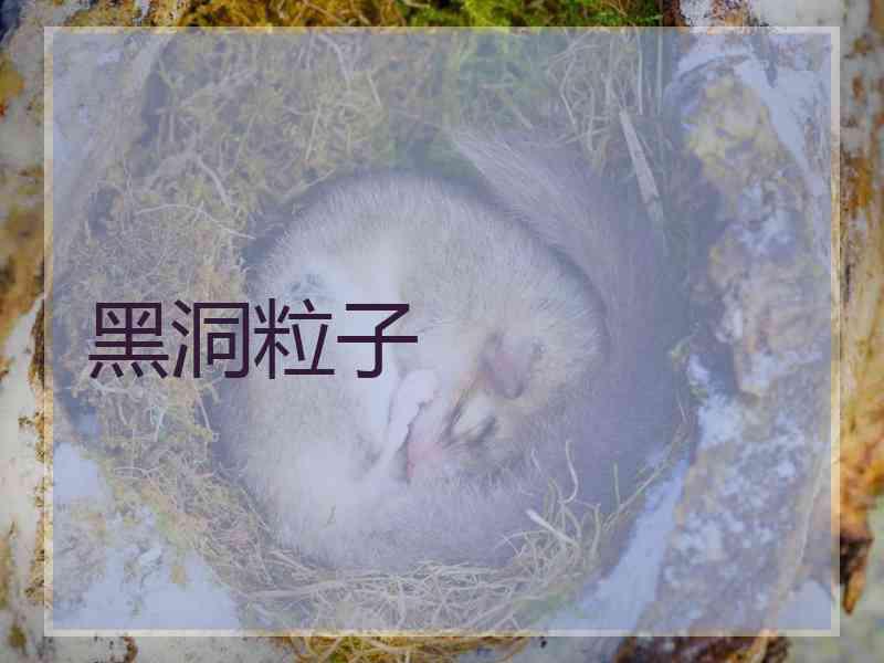 黑洞粒子